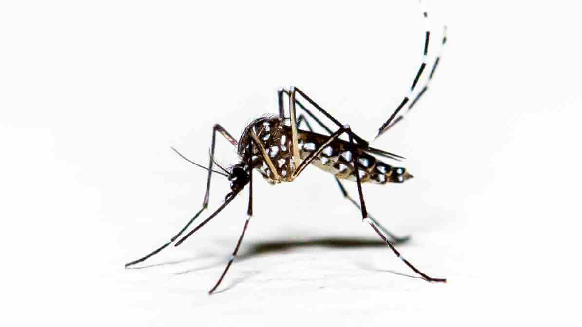 Aedes Mosquito in Malaysia - Innovative Pest Management MY | Innovative Pest Sdn Bhd Aedes Mosquito in Malaysia
