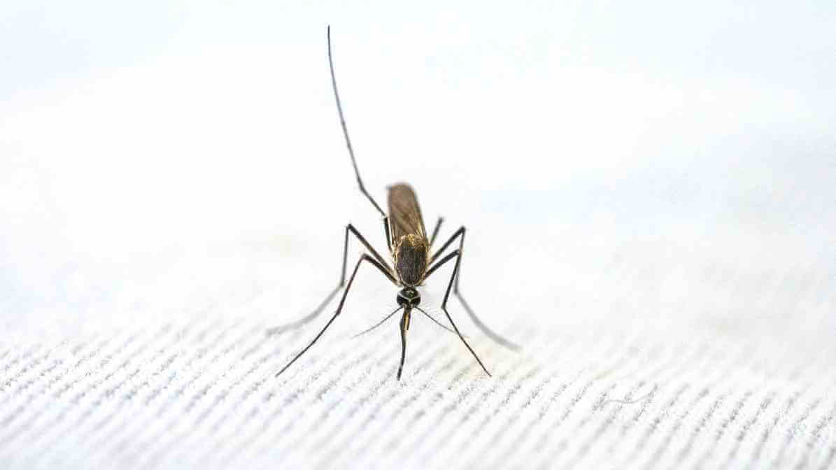 Anopheles Mosquito in Malaysia - Innovative Pest Management MY | Innovative Pest Sdn Bhd Anopheles Mosquito in Malaysia