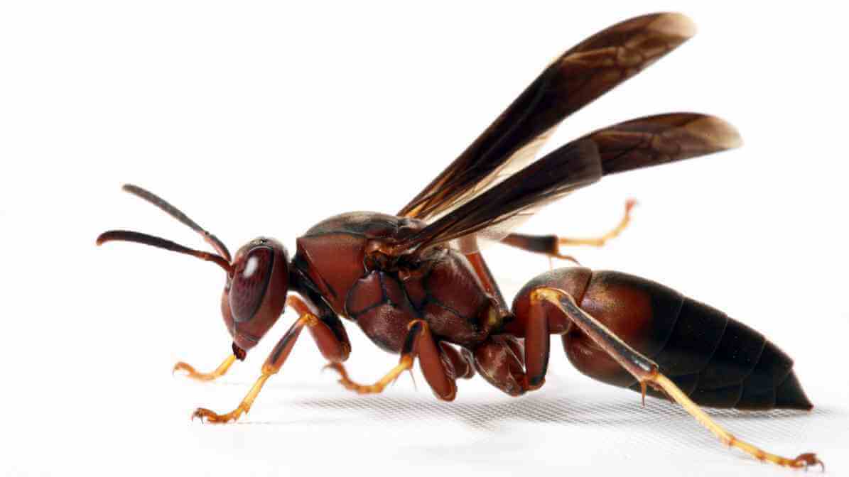 BandedPaper Wasps in Malaysia