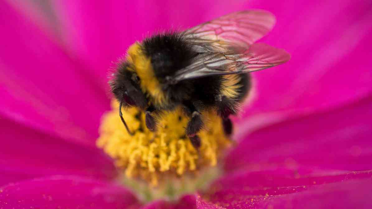 Bumble Bee in Malaysia - Innovative Pest Management MY | Innovative Pest Sdn Bhd Bumble Bee in Malaysia