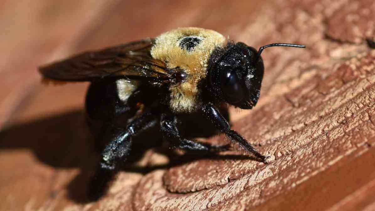 Effective Bees Control in Johor Bahru - Carpenter Bees in Malaysia - Innovative Pest Management MY | Innovative Pest Sdn Bhd Effective Bees Control in Johor Bahru - Carpenter Bees in Malaysia