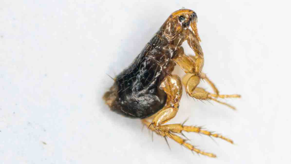 Cat Flea in Malaysia - Innovative Pest Management MY | Innovative Pest Sdn Bhd Cat Flea in Malaysia