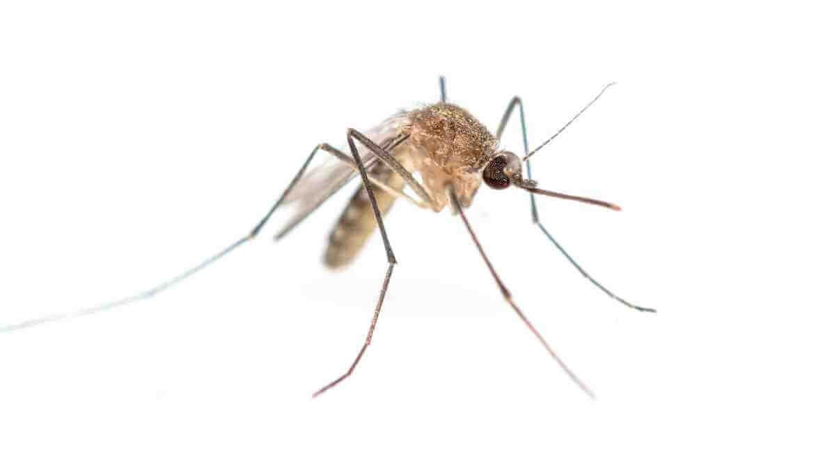 Culex Mosquito in Malaysia - Innovative Pest Management MY | Innovative Pest Sdn Bhd Culex Mosquito in Malaysia