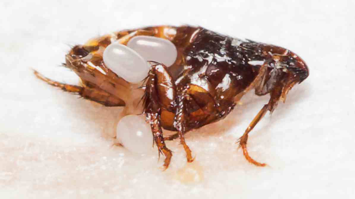 Dog Flea in Malaysia - Innovative Pest Malaysia MY | Innovative Pest Sdn Bhd Dog Flea in Malaysia