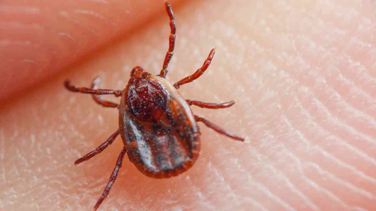 Dog Tick in Malaysia - Innovative Pest Management MY | Innovative Pest Sdn Bhd Dog Tick in Malaysia