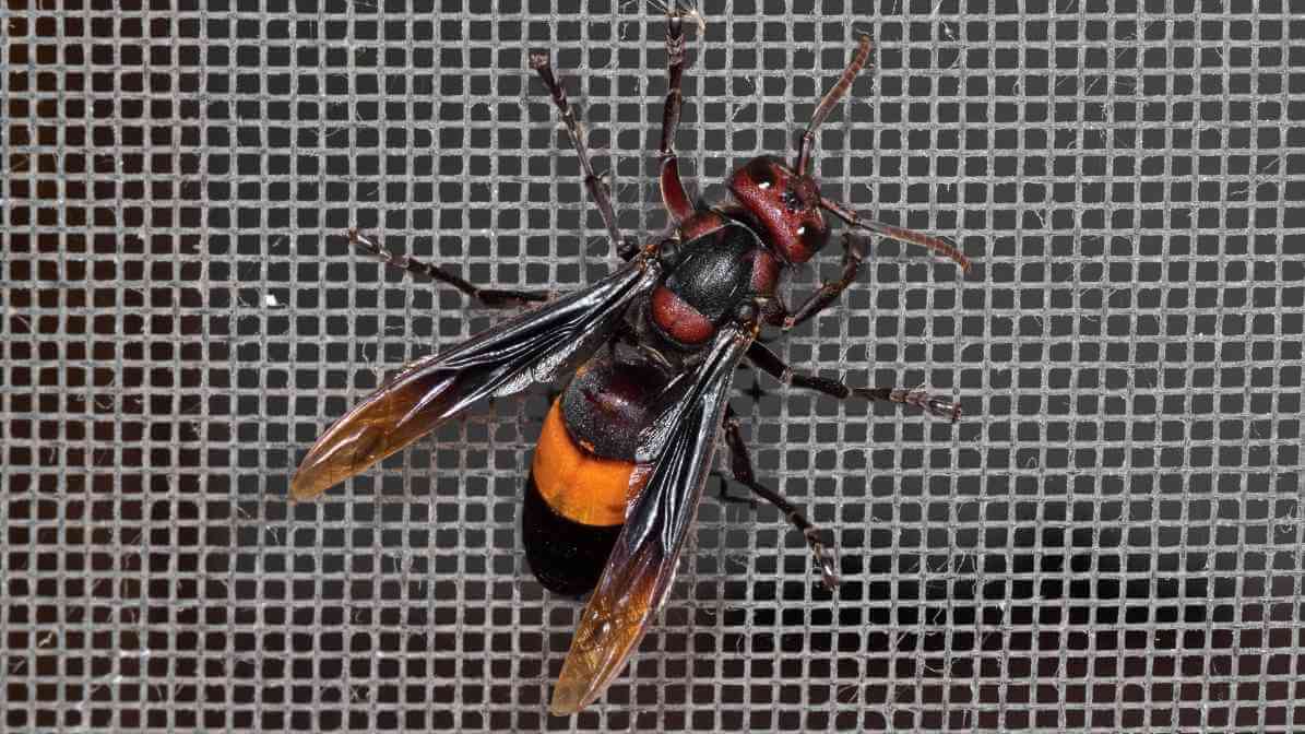 Greater Banded Hornet in Malaysia