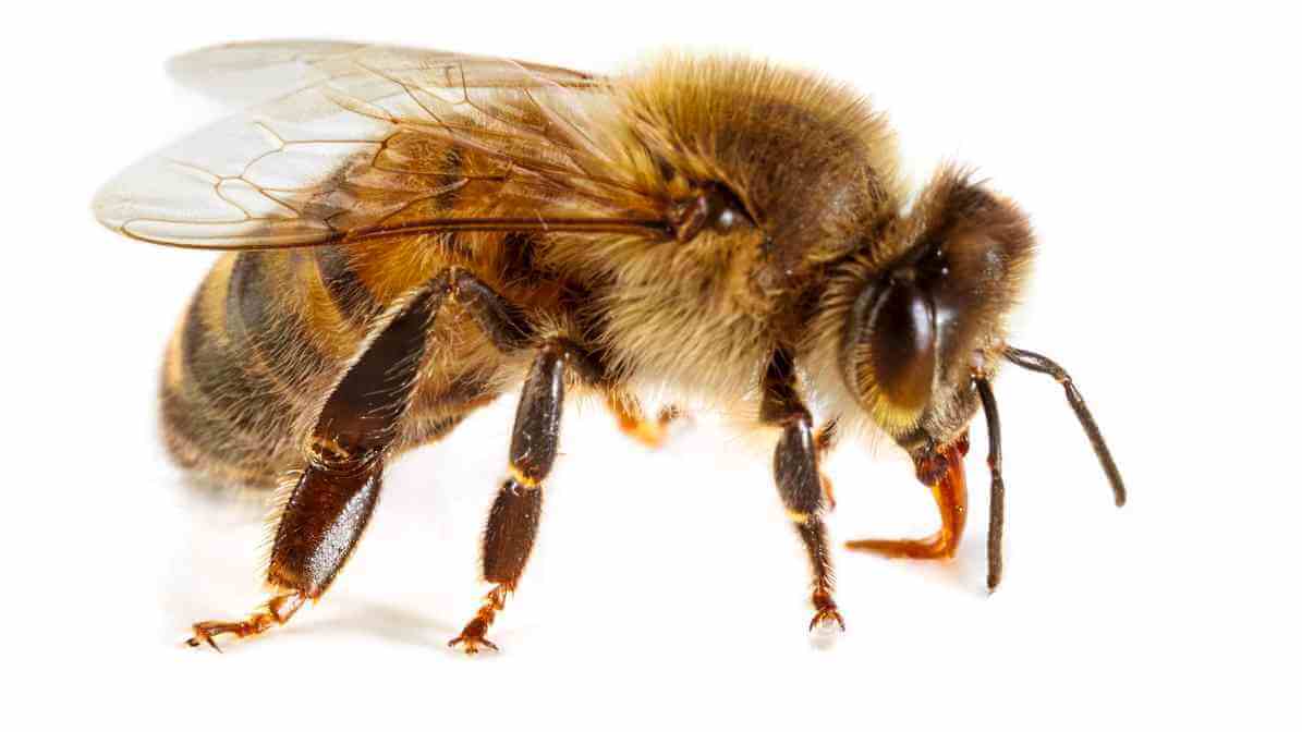 Honey Bee in Malaysia - Innovative Pest Management MY | Innovative Pest Sdn Bhd Honey Bee in Malaysia