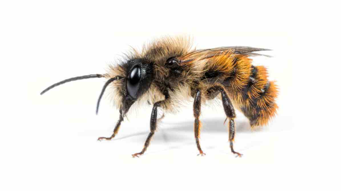 Mason Bees in Malaysia - Innovative Pest Management MY | Innovative Pest Sdn Bhd Mason Bees in Malaysia