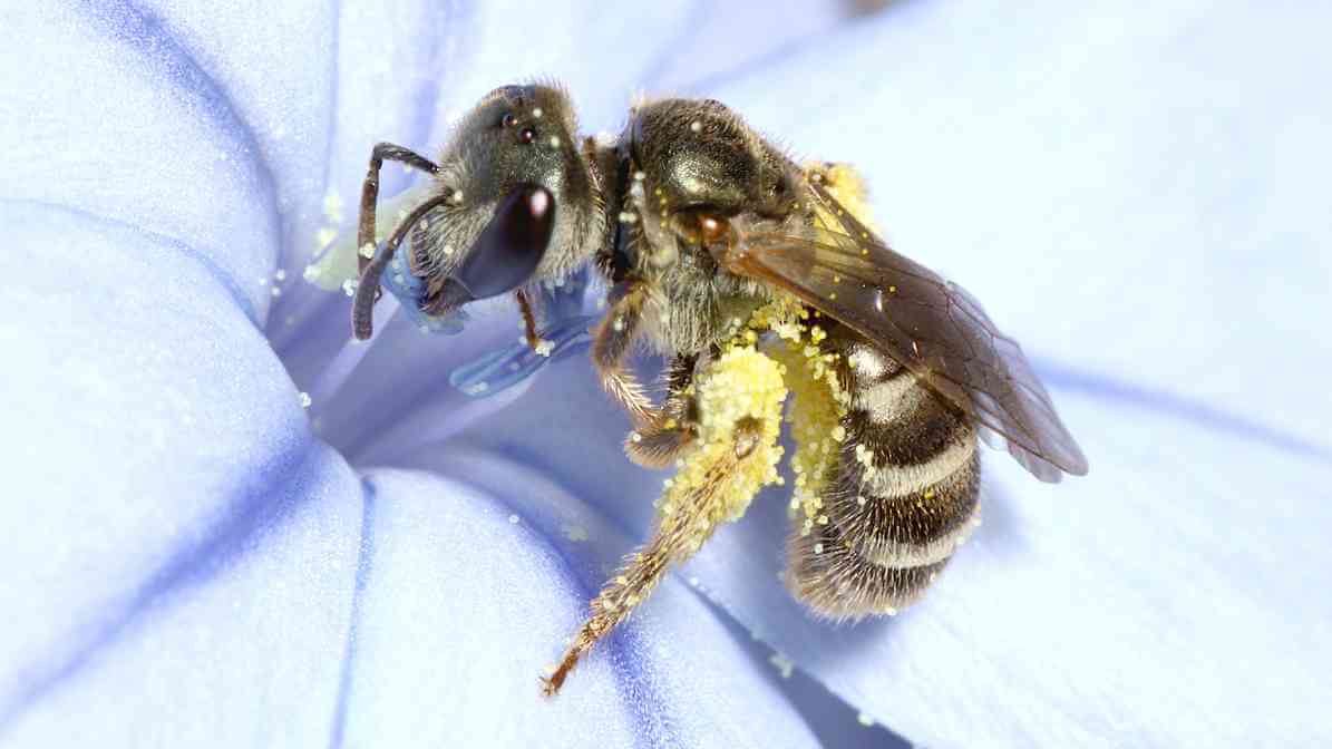 Sweat Bee in Malaysia - Innovative Pest Management MY | Innovative Pest Sdn Bhd Sweat Bee in Malaysia