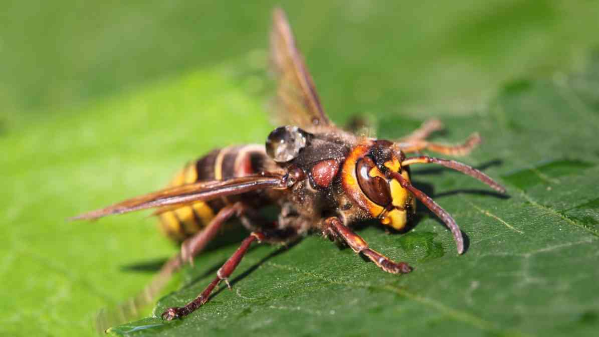 Yellow-Vented Hornets in Malaysia