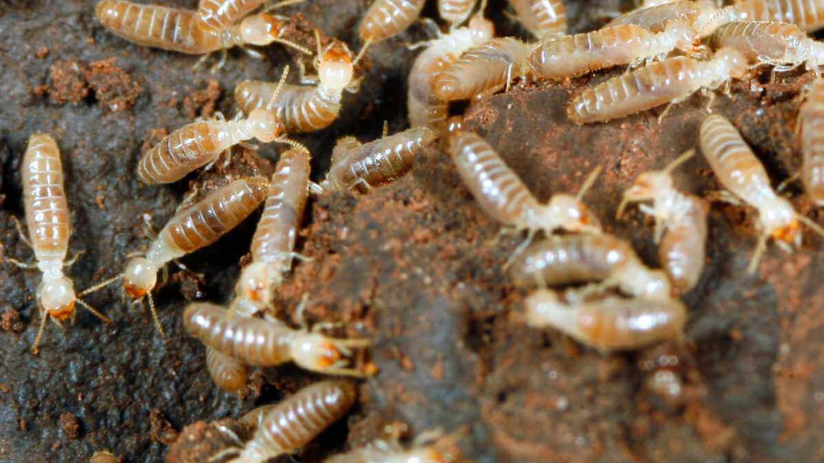 Dampwood Termites in Malaysia - Effective Termite Control in Selangor