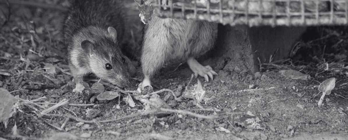 6 Dangerous Types of Diseases Rats and Mice Spread - Innovative Pest Management MY | Innovative Pest Sdn Bhd 6 Dangerous Types of Diseases Rats and Mice Spread