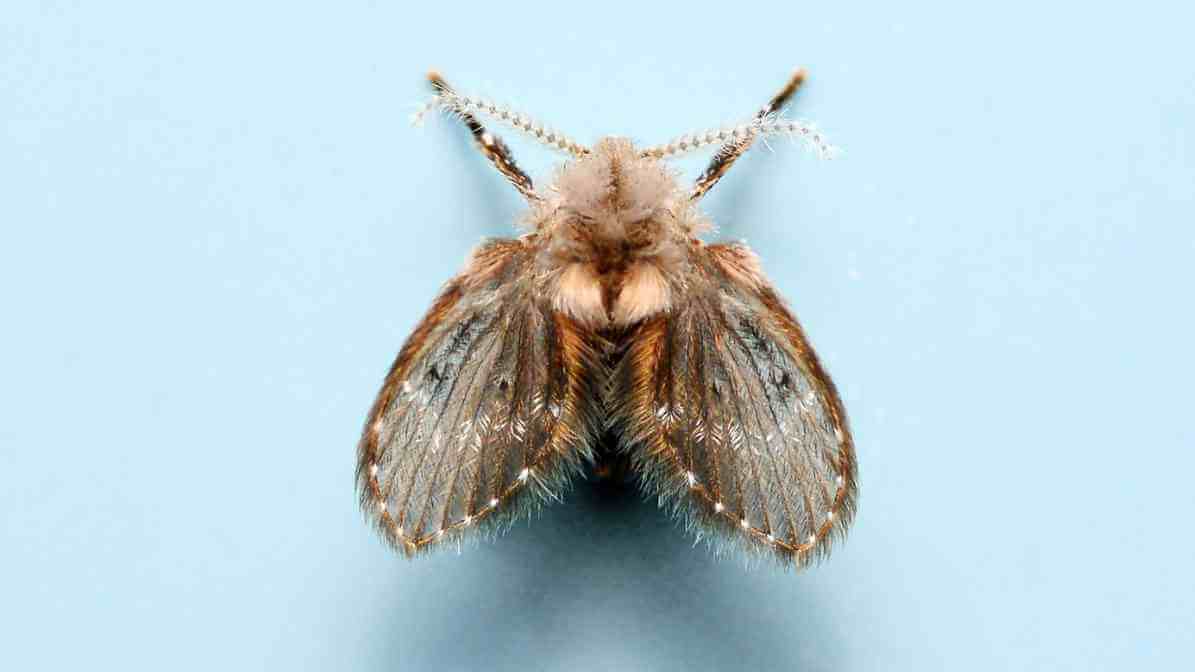 Adult Drain Fly - Innovative Pest Management MY | Innovative Pest Sdn Bhd Adult Drain Fly