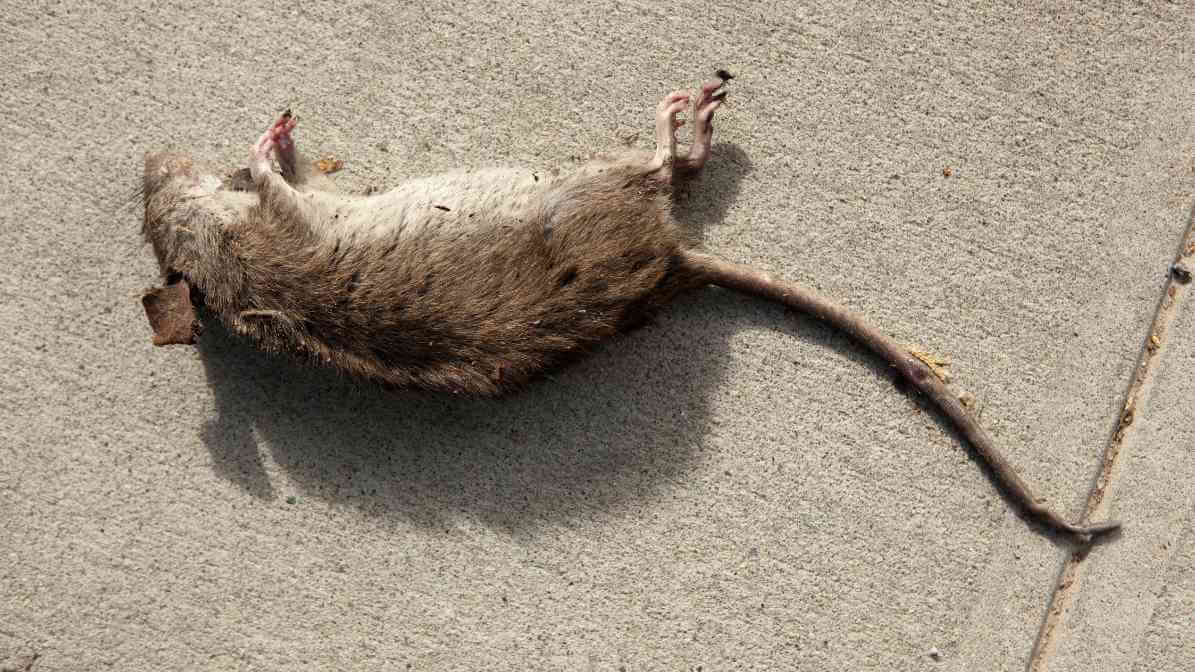 6 Dangerous Types of Diseases Rats and Mice Spread - Dead Rodent | Innovative Pest Sdn Bhd 6 Dangerous Types of Diseases Rats and Mice Spread - Dead Rodent