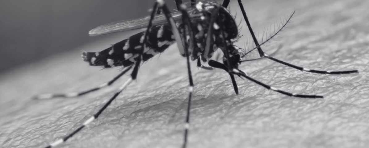 Dengue Mosquito Cases (Nyamuk Aedes) Increase by 65%