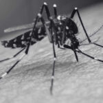 Dengue Mosquito Cases (Nyamuk Aedes) Increase by 65% - Innovative Pest Management MY | Innovative Pest Sdn Bhd Dengue Mosquito Cases (Nyamuk Aedes) Increase by 65%