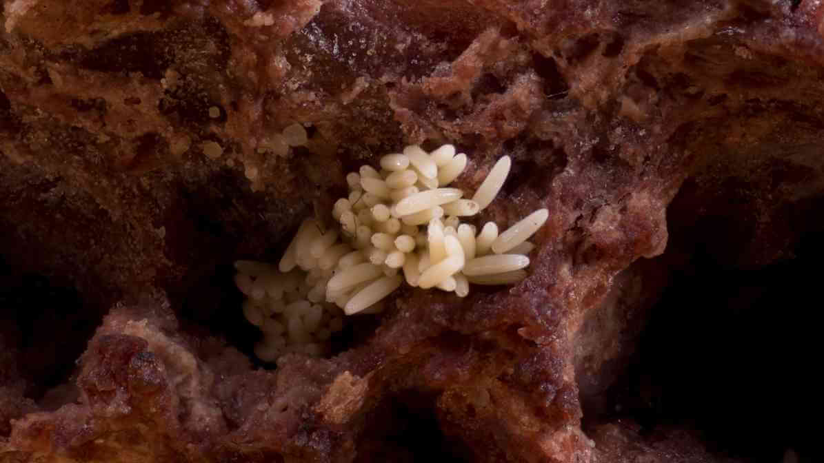 Drain Flies Eggs - Innovative Pest Management MY | Innovative Pest Sdn Bhd Drain Flies Eggs