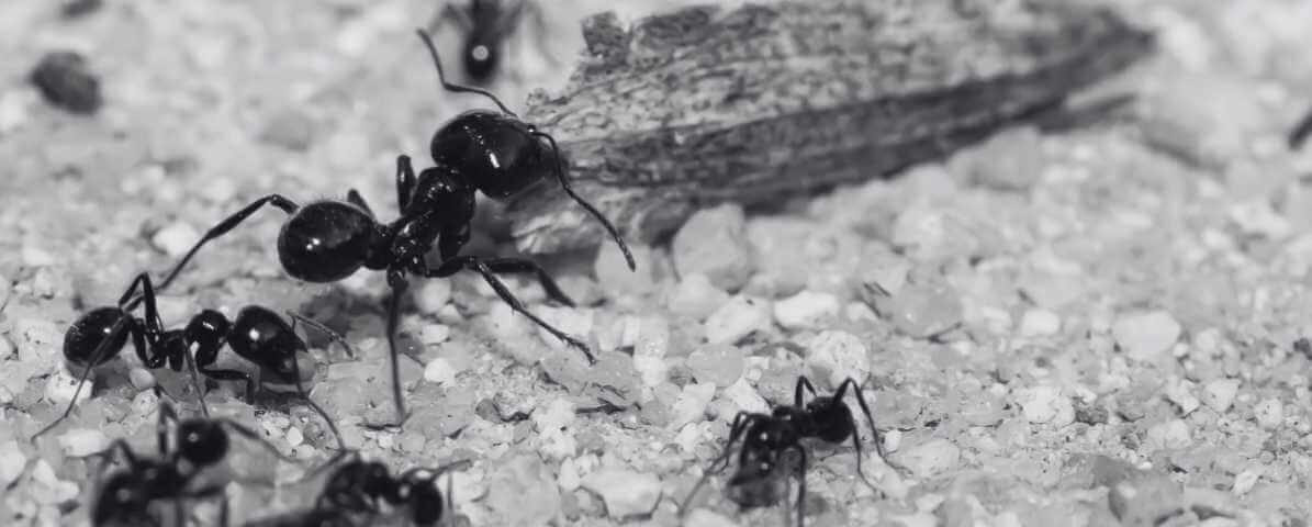 Learn More About Black Ant Bites - Blog - Innovative Pest Management MY | Innovative Pest Sdn Bhd Learn More About Black Ant Bites - Blog