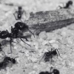 Learn More About Black Ant Bites - Blog - Innovative Pest Management MY | Innovative Pest Sdn Bhd Learn More About Black Ant Bites - Blog