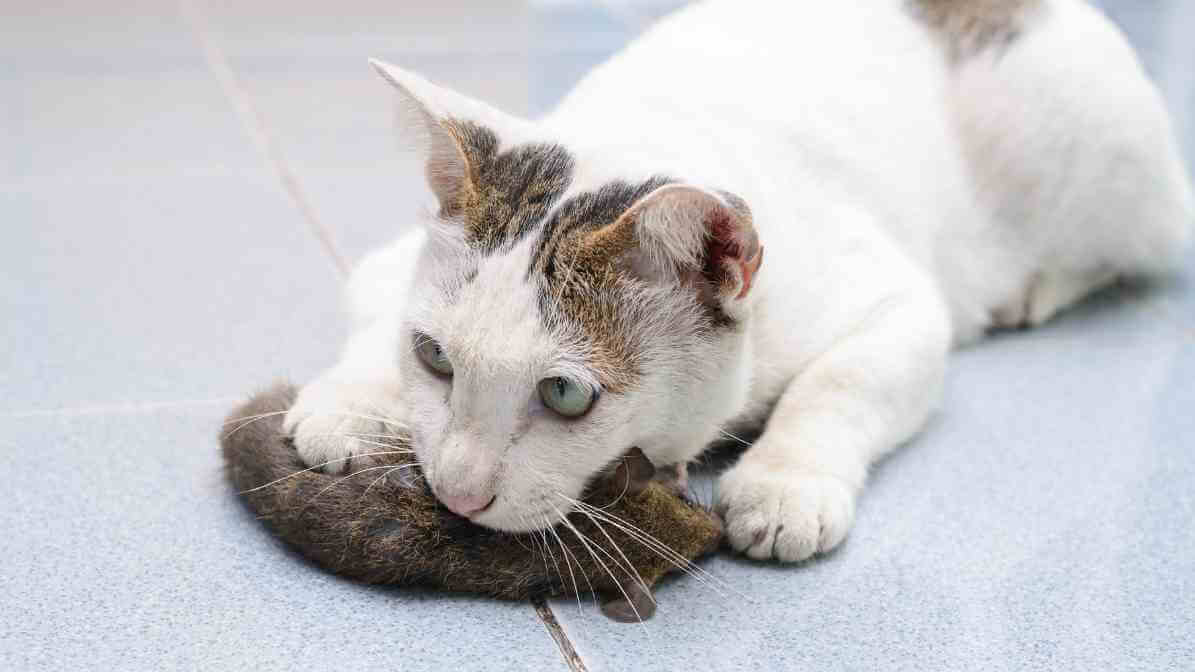 6 Dangerous Types of Diseases Rats and Mice Spread - Plague Bacteria | Innovative Pest Sdn Bhd 6 Dangerous Types of Diseases Rats and Mice Spread - Plague Bacteria