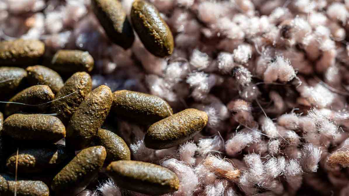 6 Dangerous Types of Diseases Rats and Mice Spread - Rodent Droppings | Innovative Pest Sdn Bhd 6 Dangerous Types of Diseases Rats and Mice Spread - Rodent Droppings