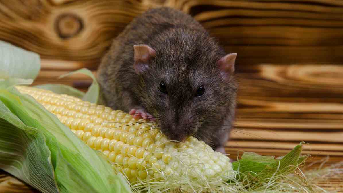 6 Dangerous Types of Diseases Rats and Mice Spread - Salmonella Diseases | Innovative Pest Sdn Bhd 6 Dangerous Types of Diseases Rats and Mice Spread - Salmonella Diseases