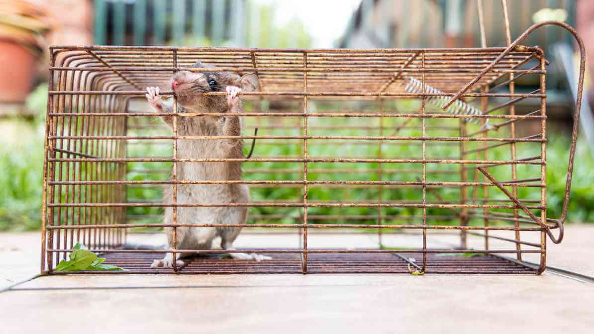 6 Dangerous Types of Diseases Rats and Mice Spread - Tularemia Disease | Innovative Pest Sdn Bhd 6 Dangerous Types of Diseases Rats and Mice Spread - Tularemia Disease