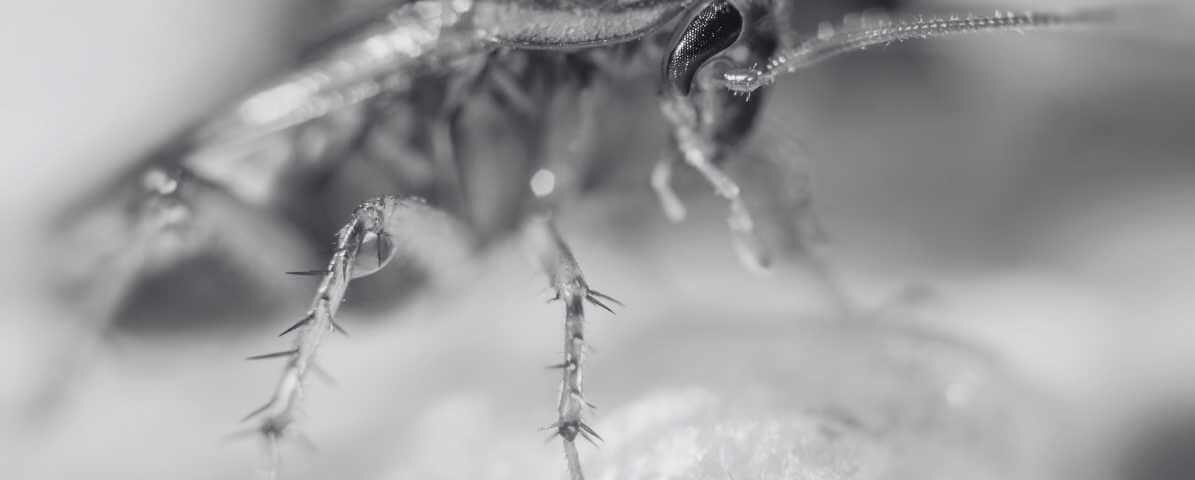 Ultimate Tips Controlling German Cockroaches - Innovative Pest Management MY | Innovative Pest Sdn Bhd Ultimate Tips Controlling German Cockroaches