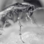 Ultimate Tips Controlling German Cockroaches - Innovative Pest Management MY | Innovative Pest Sdn Bhd Ultimate Tips Controlling German Cockroaches