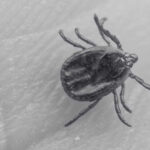All About Ticks On Humans And Tick Removal - Innovative Pest Management MY | Innovative Pest Sdn Bhd All About Ticks On Humans And Tick Removal