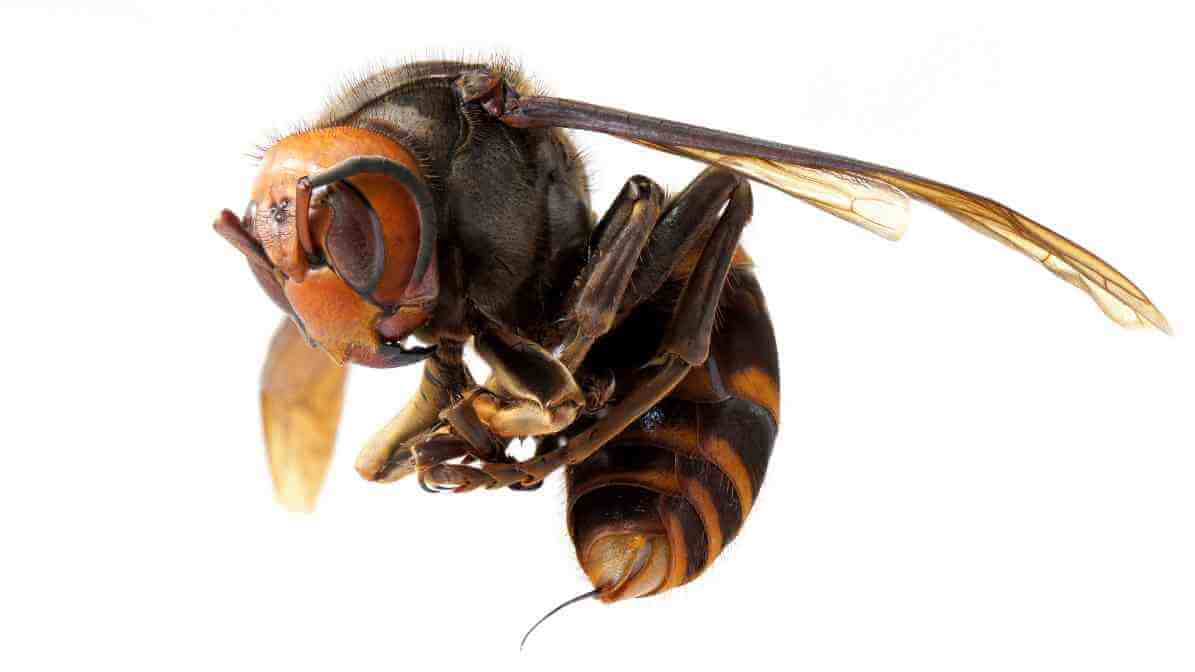 Asian Giant Hornet- Image 1 - Innovative Pest Management MY | Innovative Pest Sdn Bhd Asian Giant Hornet- Image 1