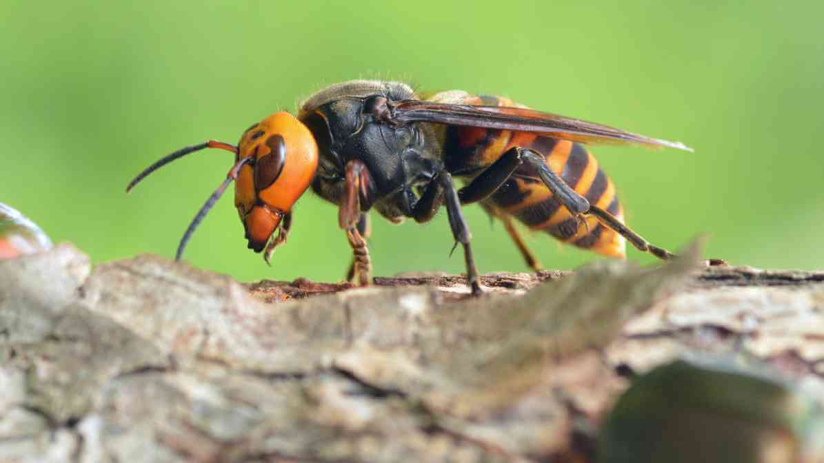Effective Hornet Wasp Control Selangor | Innovative Pest Sdn Bhd Effective Hornet Wasp Control Selangor