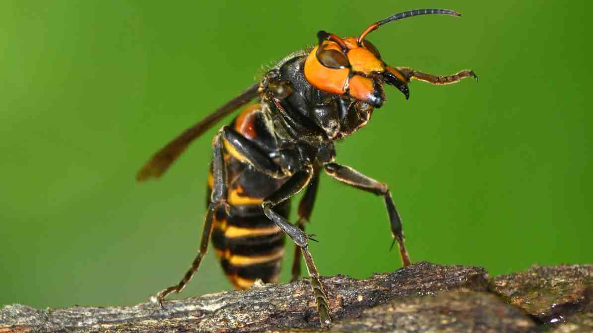 Effective Hornet Wasp Control Kuala Lumpur | Innovative Pest Sdn Bhd Effective Hornet Wasp Control Kuala Lumpur