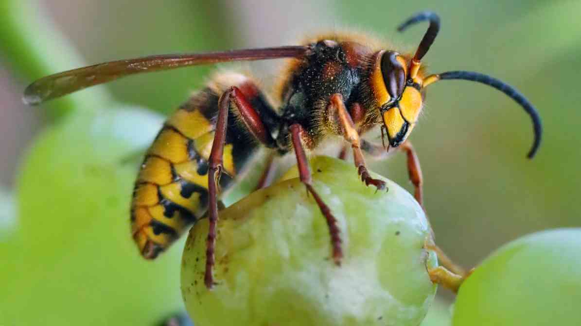 Effective Hornet and Wasp Control in Malaysia | Innovative Pest Sdn Bhd Effective Hornet and Wasp Control in Malaysia