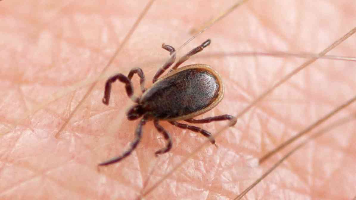 Brown Dog Tick - Effective Flea and Tick Control in Selangor