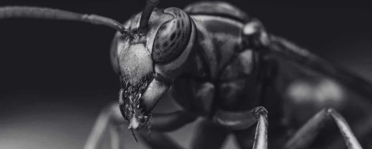 Danger Asian Giant Hornet Brings To Humans And Crops - Innovative Pest Management MY | Innovative Pest Sdn Bhd Danger Asian Giant Hornet Brings To Humans And Crops