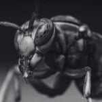 Danger Asian Giant Hornet Brings To Humans And Crops