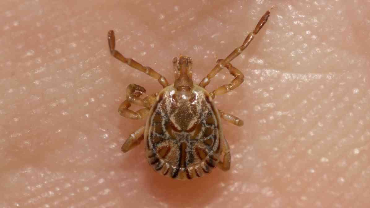 Paralysis Tick - Effective Flea and Tick Control in Kuala Lumpur