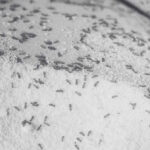 Seen Psocids (Psocoptera) In Grain Or Around Mould? - Innovative Pest Management MY | Innovative Pest Sdn Bhd Seen Psocids (Psocoptera) In Grain Or Around Mould?
