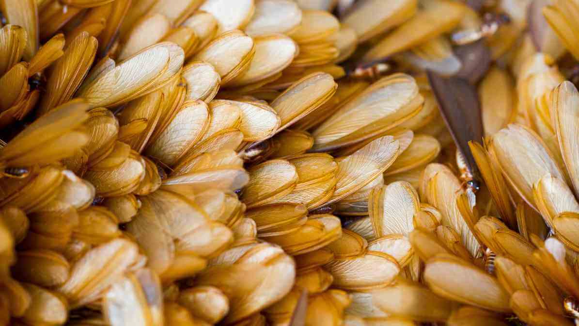 Termite Swarmers, Termite Alates - Innovative Pest Management MY | Innovative Pest Sdn Bhd Termite Swarmers - Termite Alates