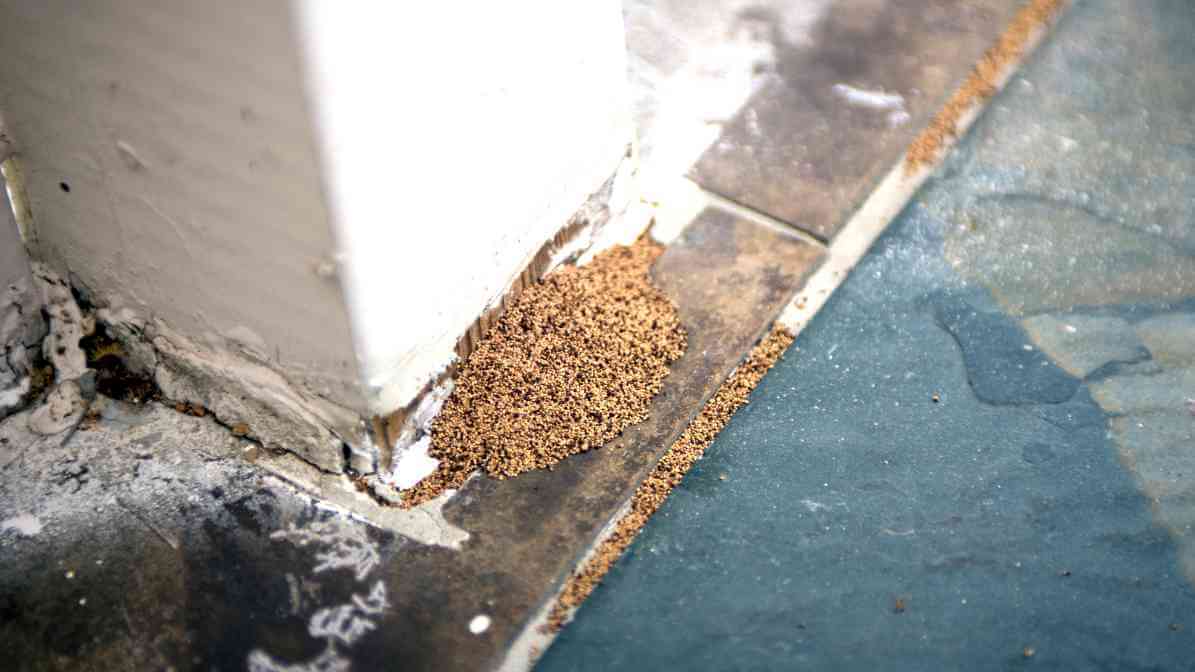 Termite Dropping (Frass)