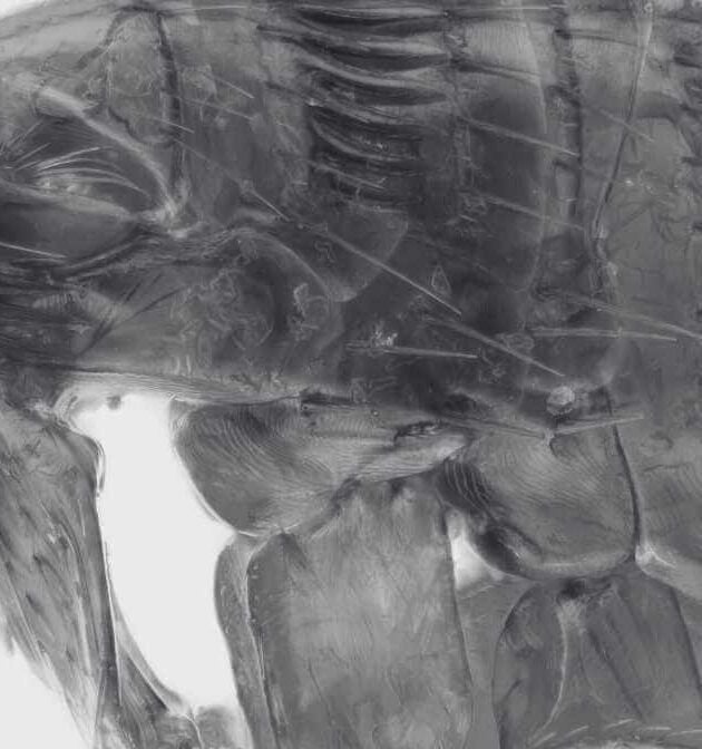 What are Fleas? Does Flea Bites On Humans Cause Harm?