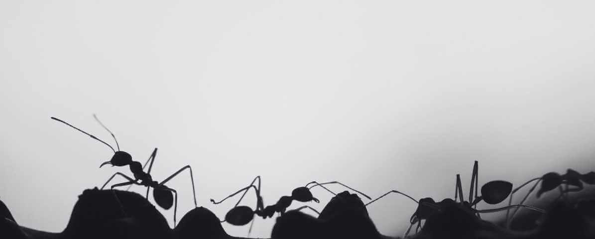 Semut Terbang Dan Busut Semut