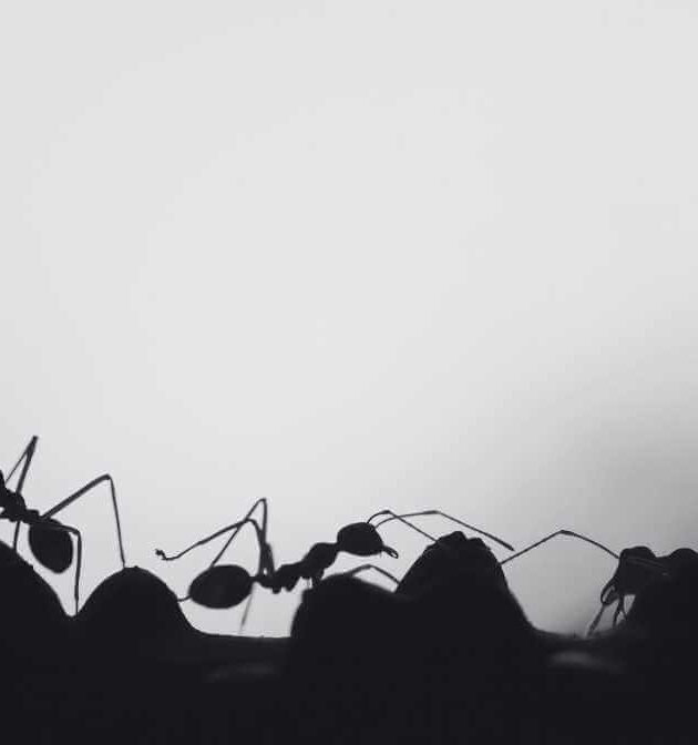 Semut Terbang Dan Busut Semut