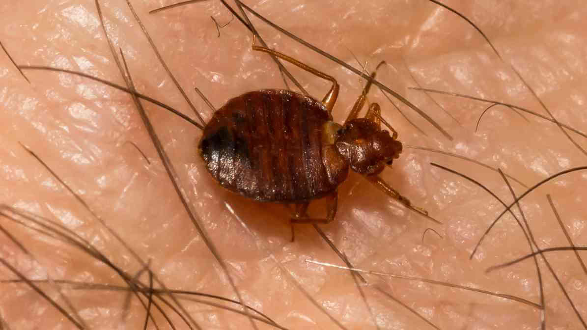 Cimex Lectularius