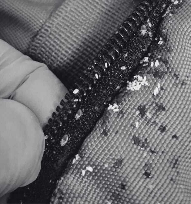 Contoh Kesan Gigitan Pepijat Di Rumah