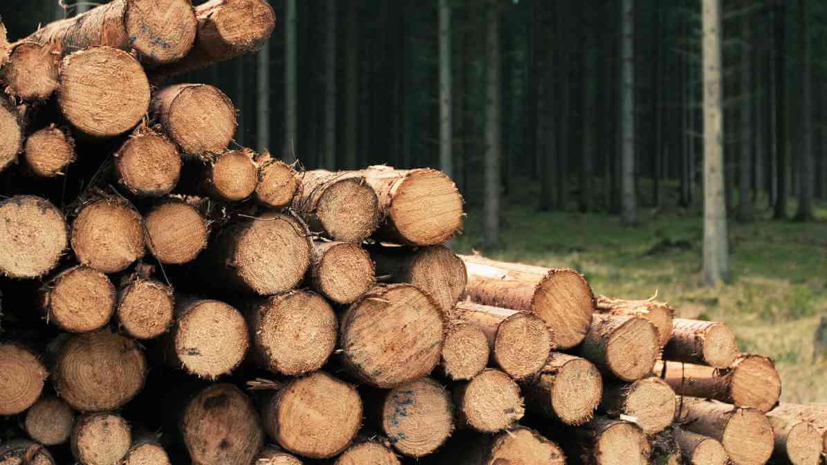 Kayu