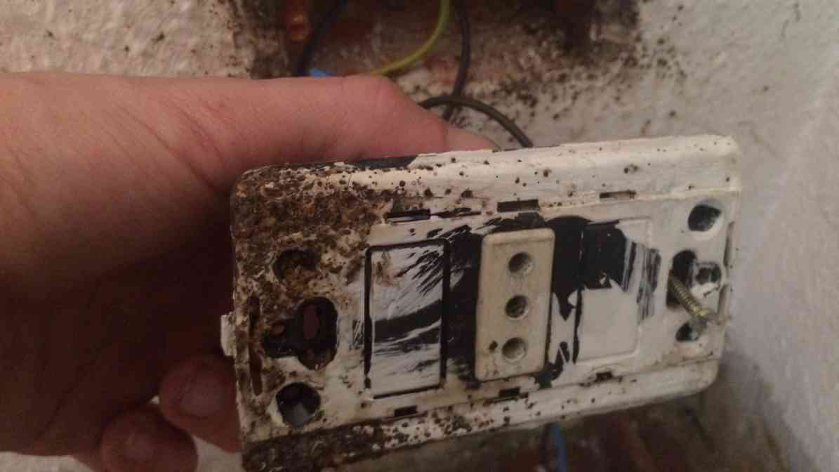 Pepijat Dicelah Dinding