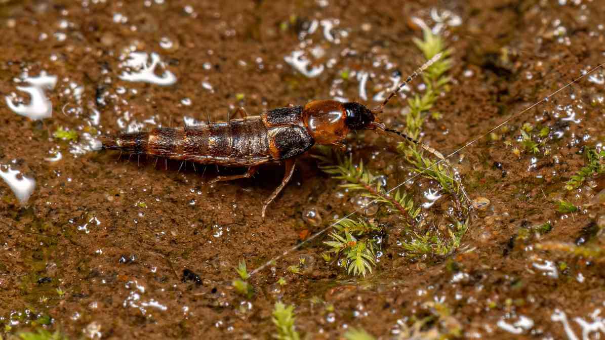 Semut Charlie MY - Image 1