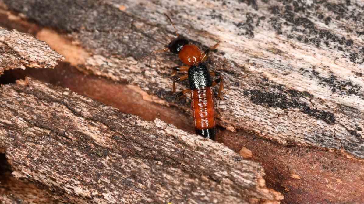 Semut Charlie MY - Image 2